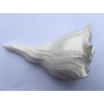 BATHING CONCH 6 Inch